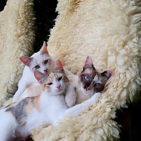 Coeur De Roses, & D'hotes 3*